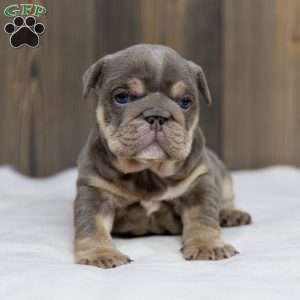 Indigo Pearl, English Bulldog Puppy